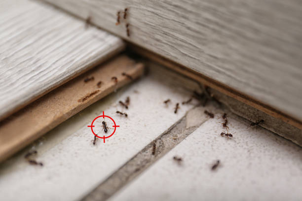 Best Affordable Pest Control Services  in Fowlerville, MI