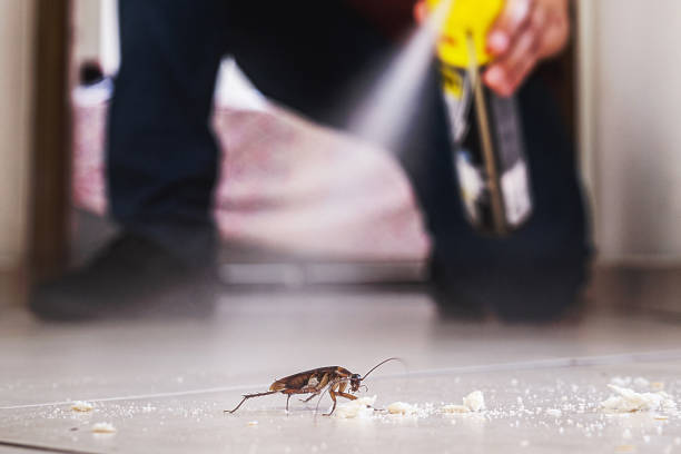 Best Spider Control Near Me  in Fowlerville, MI